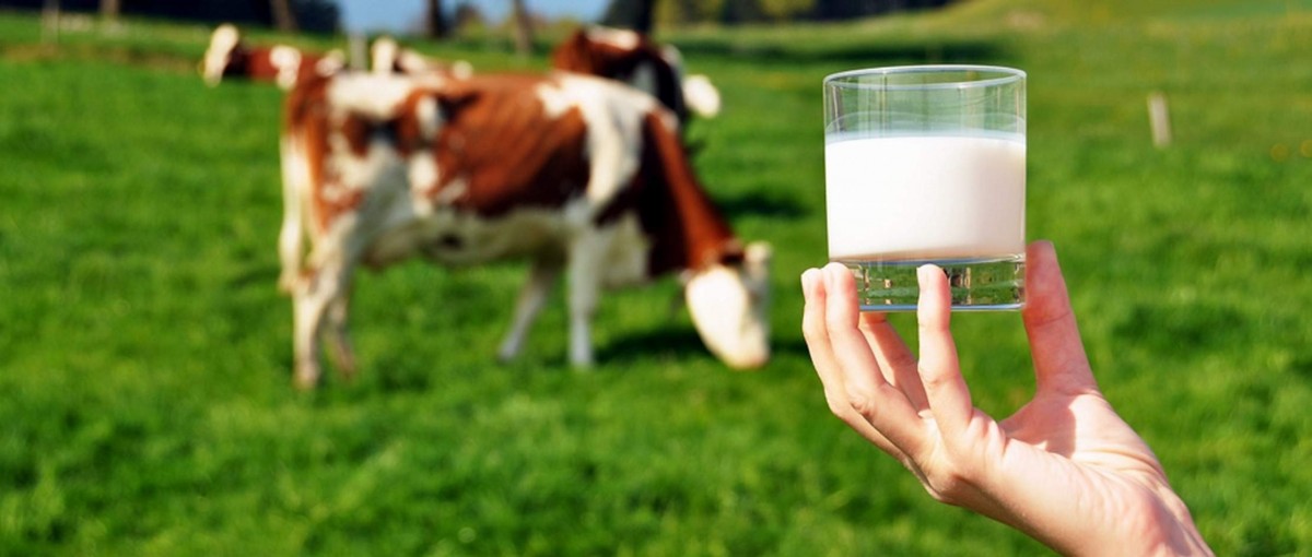  Çiğ Süt Üretimi 2022 Yılında Yüzde 7,1 Azaldı